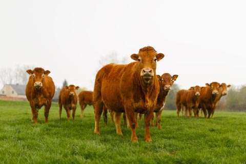 Limousin