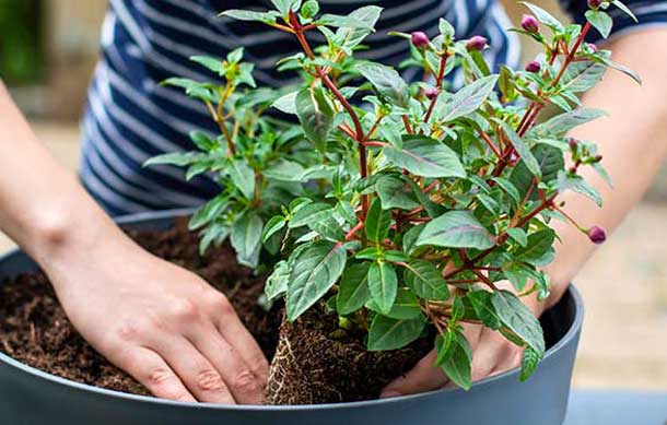 Le terreau : un allié indispensable pour un jardin sain et luxuriant !